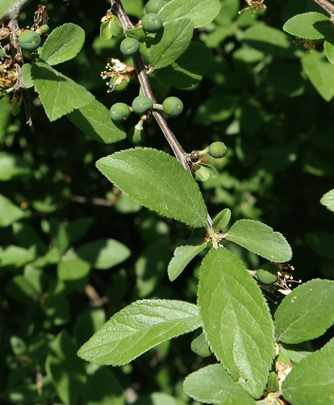 Image of Prunus stepposa specimen.