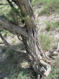 Juniperus polycarpos