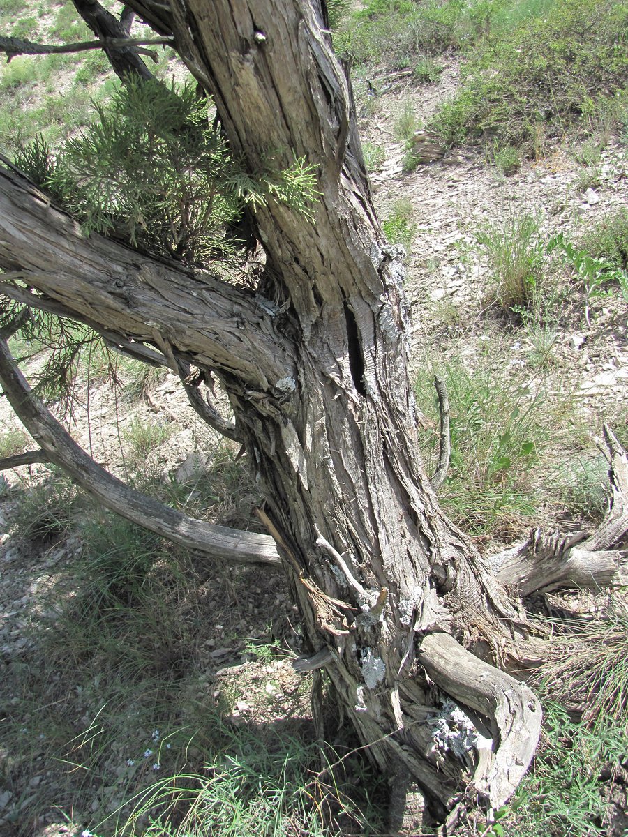 Image of Juniperus polycarpos specimen.
