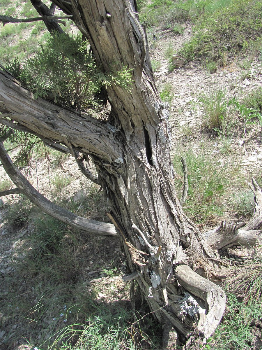 Изображение особи Juniperus polycarpos.