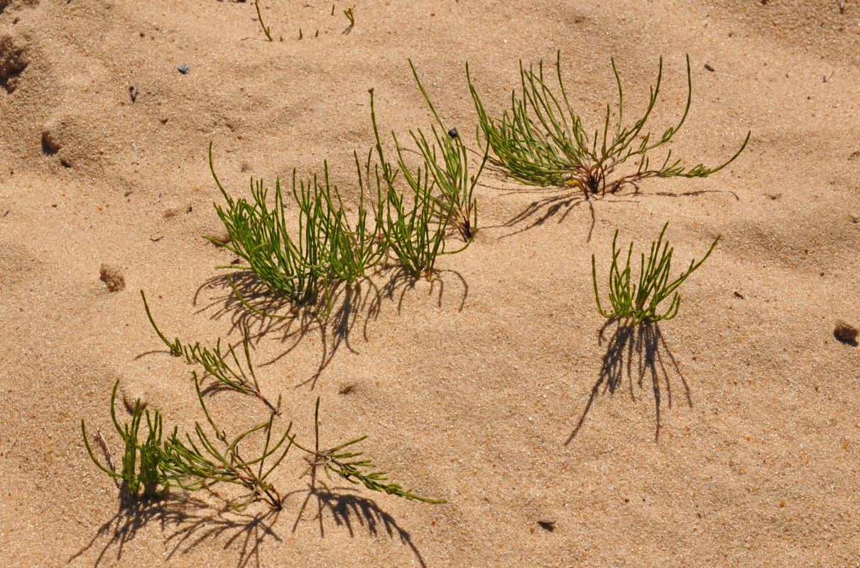 Изображение особи Equisetum arvense.