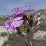 Dianthus andrzejowskianus. Соцветие. Крым, Керченский п-ов, мыс Казантип, петрофитная степь на приморском склоне, в расщелине скалы. 26.05.2018.