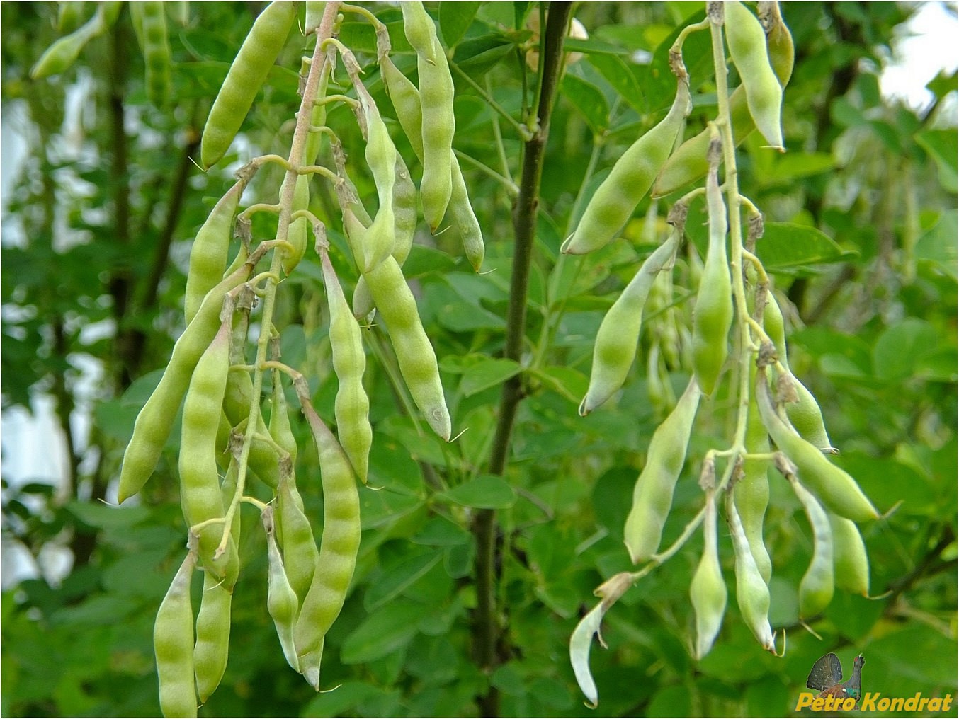 Image of Laburnum anagyroides specimen.