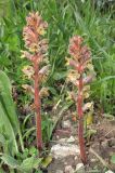 Orobanche owerinii. Цветущие растения (паразитируют на Lactuca sp.). Дагестан, Гунибский р-н, 3,5 км к северо-западу от с. Гуниб, Горный ботанический сад ДНЦ РАН, сорное на интродукционном участке. 23 июня 2018 г.