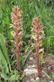 Orobanche owerinii. Цветущие растения (паразитируют на Lactuca sp.). Дагестан, Гунибский р-н, 3,5 км к северо-западу от с. Гуниб, Горный ботанический сад ДНЦ РАН, сорное на интродукционном участке. 23 июня 2018 г.