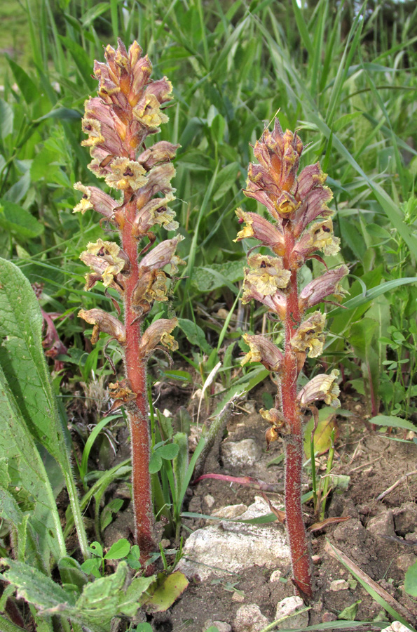 Image of Orobanche owerinii specimen.