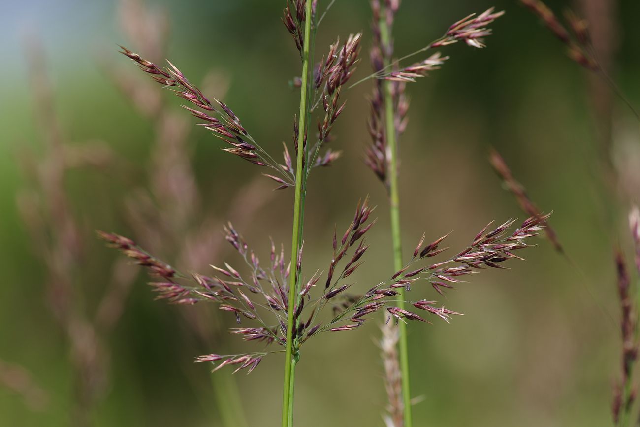 Image of Calamagrostis phragmitoides specimen.