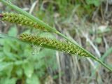 Carex cuspidata