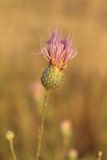 Klasea sogdiana