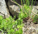 Cruciata pseudopolycarpon. Верхушка отцветающей веточки. Кабардино-Балкария, Эльбрусский р-н, долина р. Ирикчат, ок. 2900 м н.у.м., каменистое место. 06.08.2018.