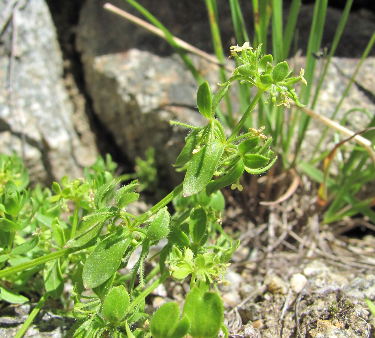 Изображение особи Cruciata pseudopolycarpon.