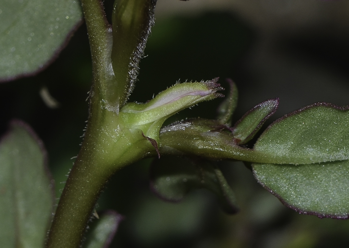 Image of Trianthema portulacastrum specimen.