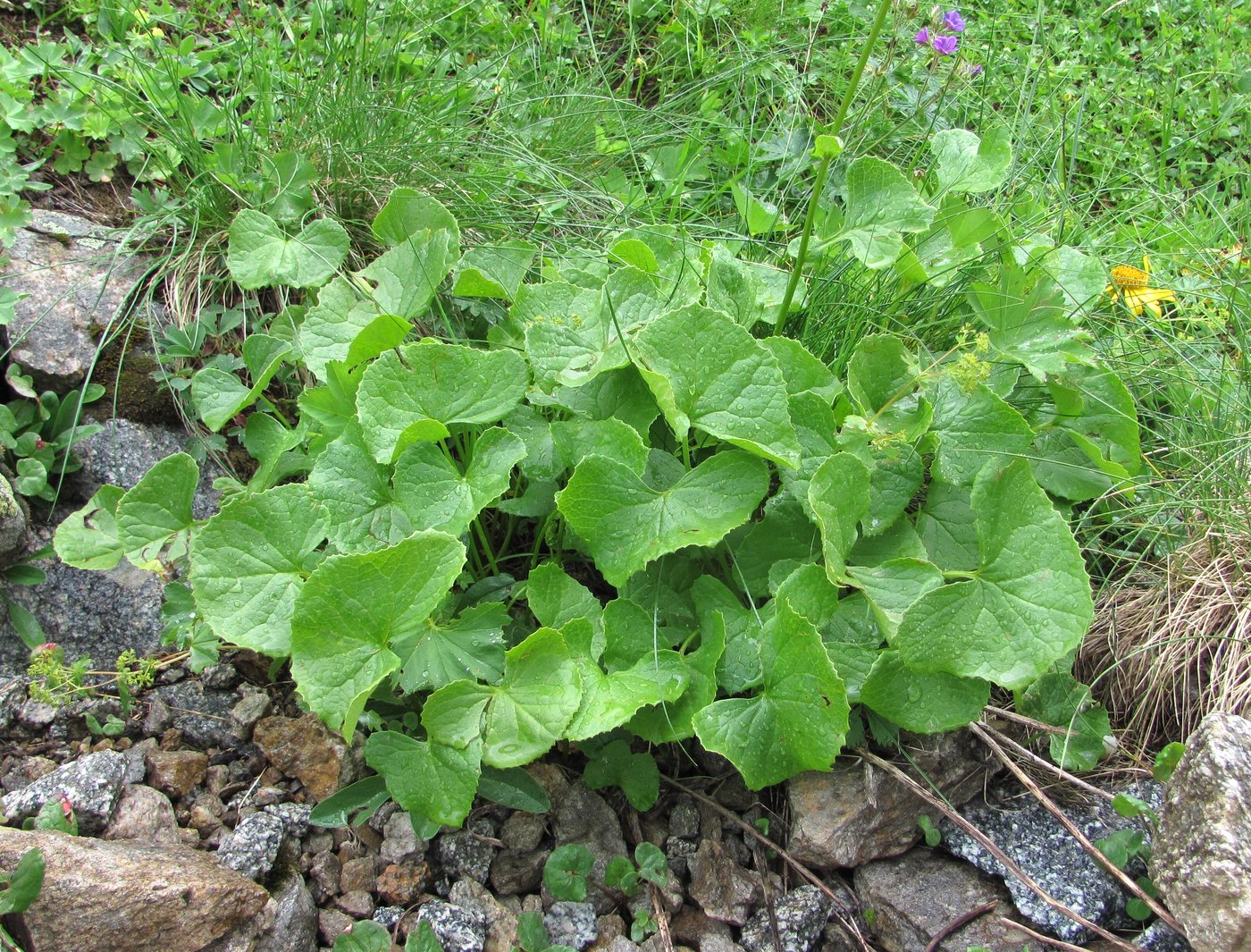 Image of Dolichorrhiza caucasica specimen.