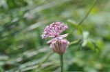 Astrantia trifida. Соцветие. Грузия, Казбегский муниципалитет, окраина с. Степанцминда, зап. склон горы Куро, ≈ 1850 м н.у.м, горный луг. 31.07.2018.