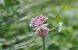 Astrantia trifida