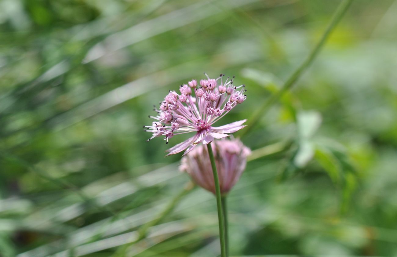 Image of Astrantia trifida specimen.