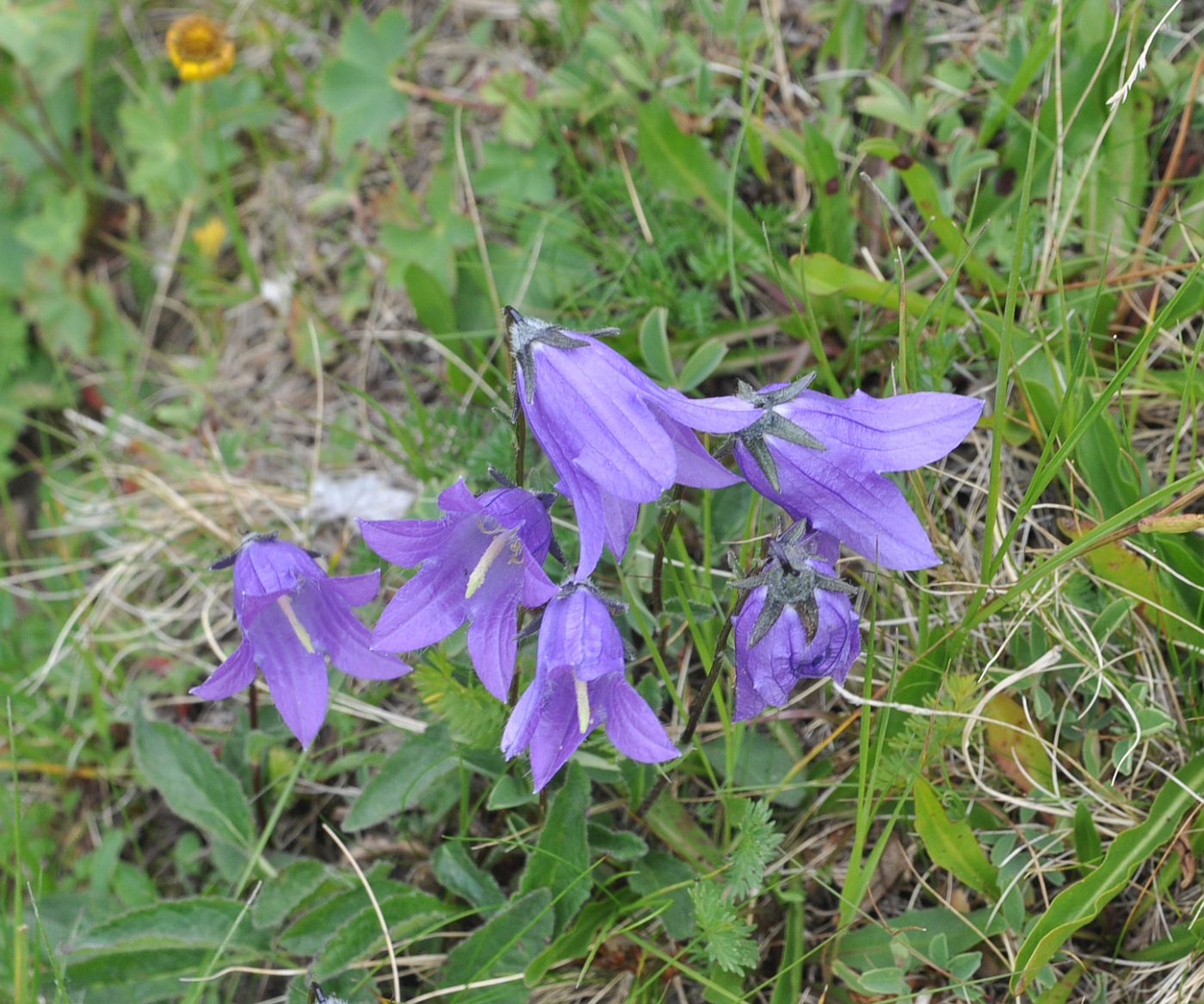 Image of Campanula collina specimen.