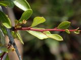 Rhamnus подвид oleoides