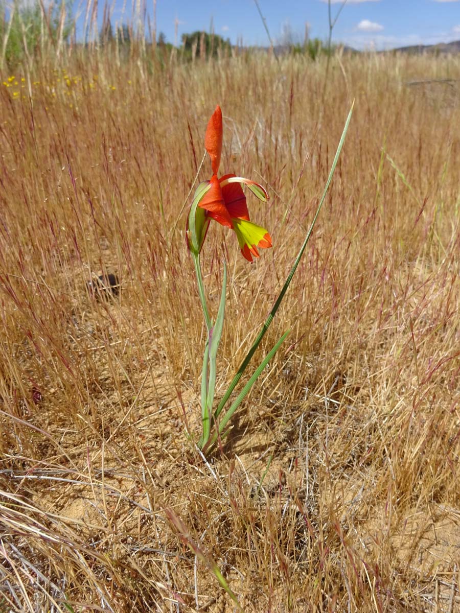 Изображение особи Gladiolus alatus.