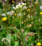 Capsella bursa-pastoris