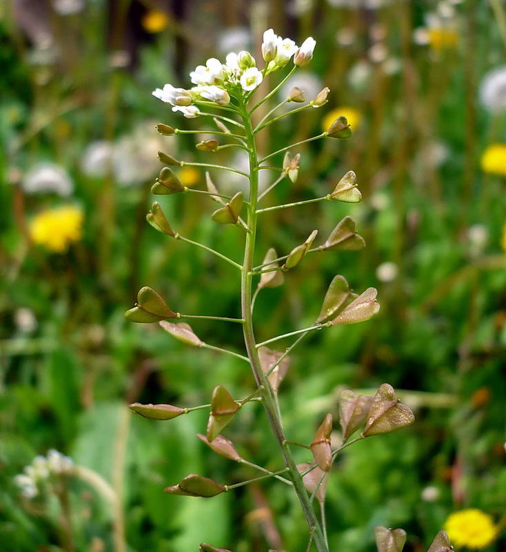 Изображение особи Capsella bursa-pastoris.