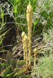 Phelipanche arenaria