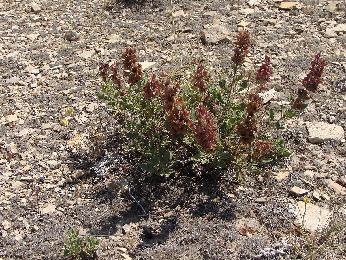 Image of Salvia hydrangea specimen.