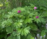 Paeonia anomala ssp. veitchii