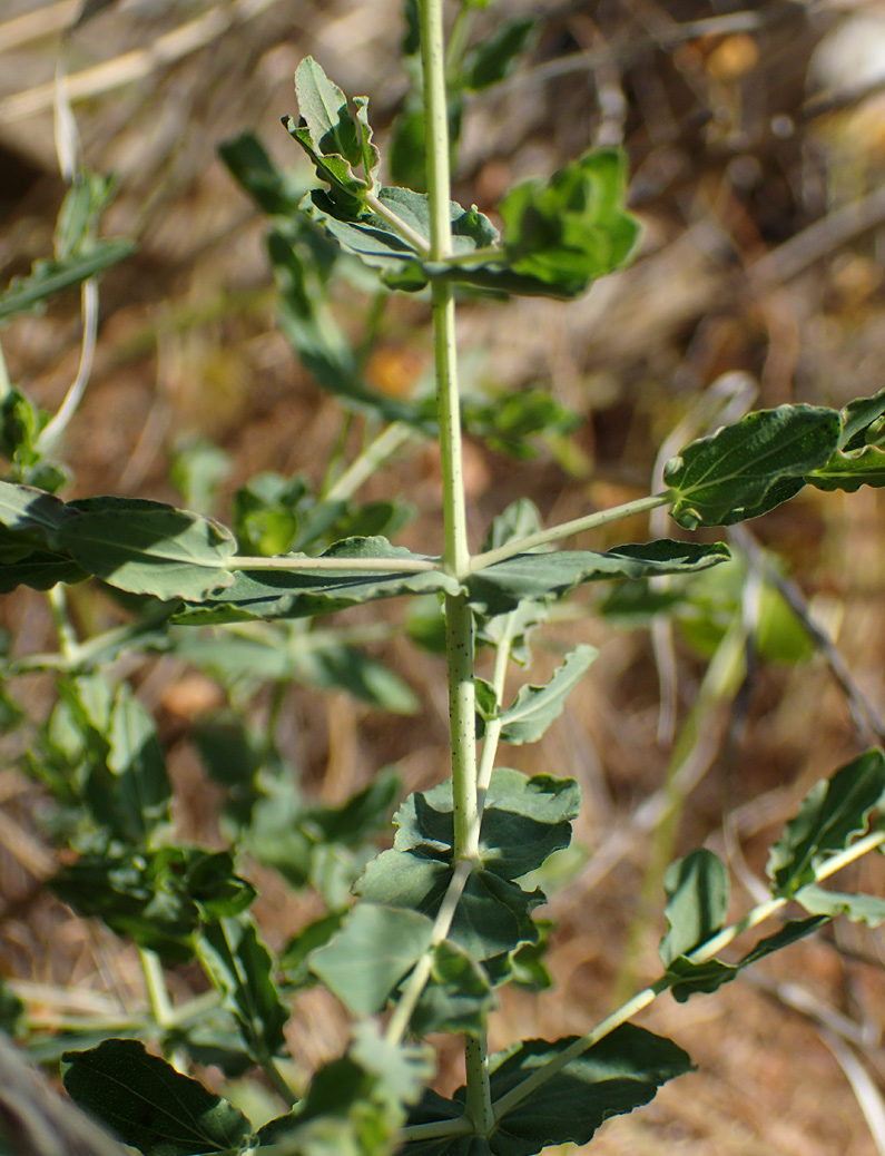Image of Hypericum triquetrifolium specimen.