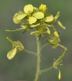 Image of taxon representative. Author is Роланд Цандекидис