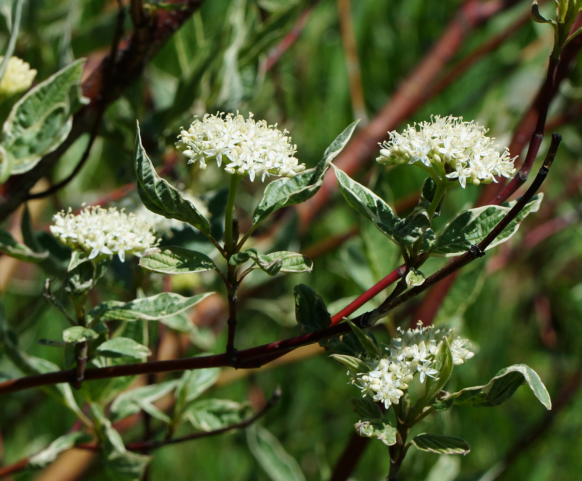 Image of Swida alba var. argenteomarginata specimen.