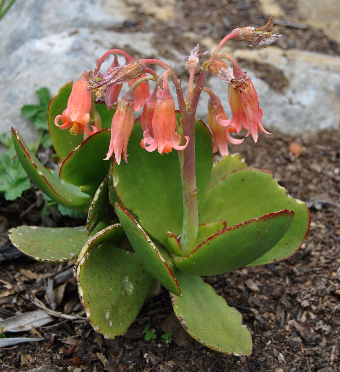 Image of Cotyledon orbiculata specimen.