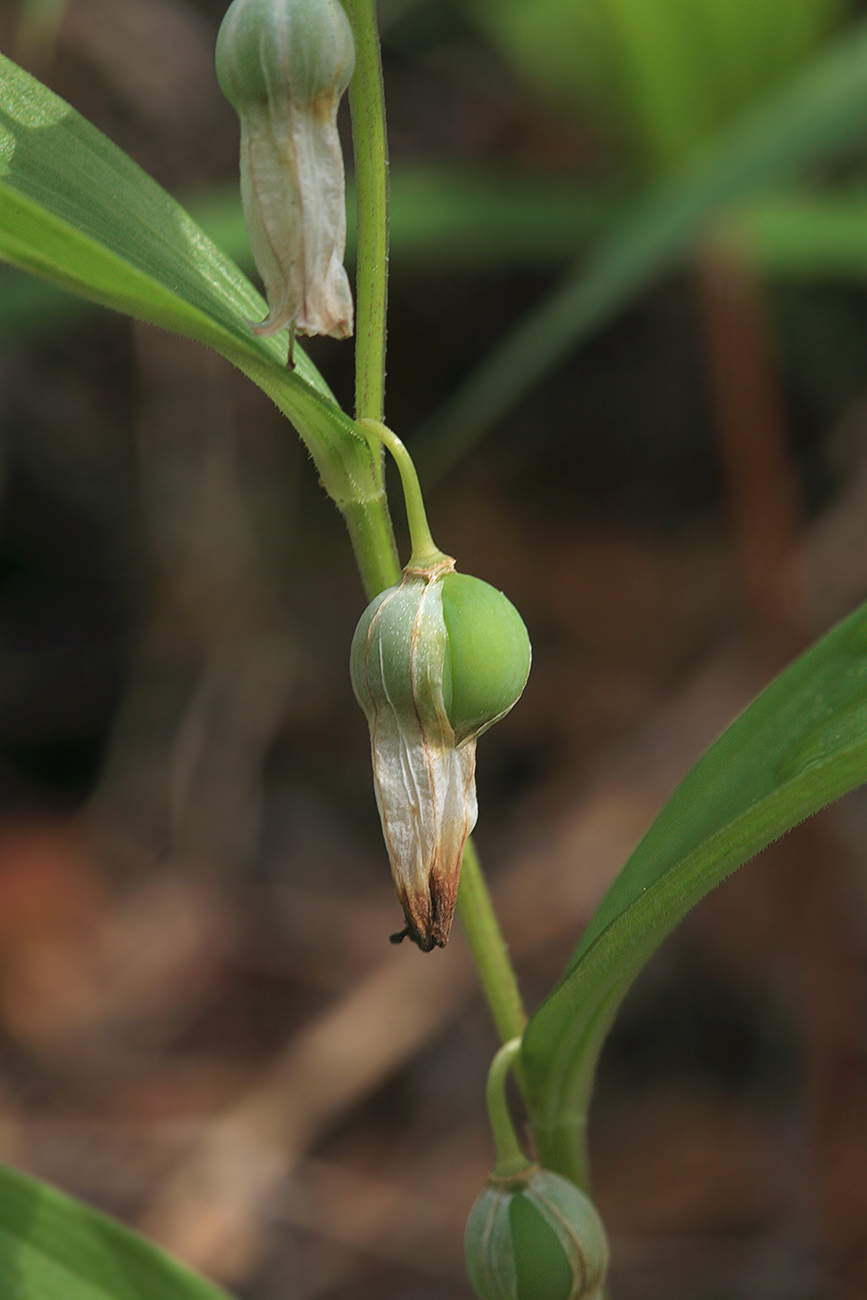 Изображение особи Polygonatum humile.