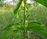 Vincetoxicum albovianum