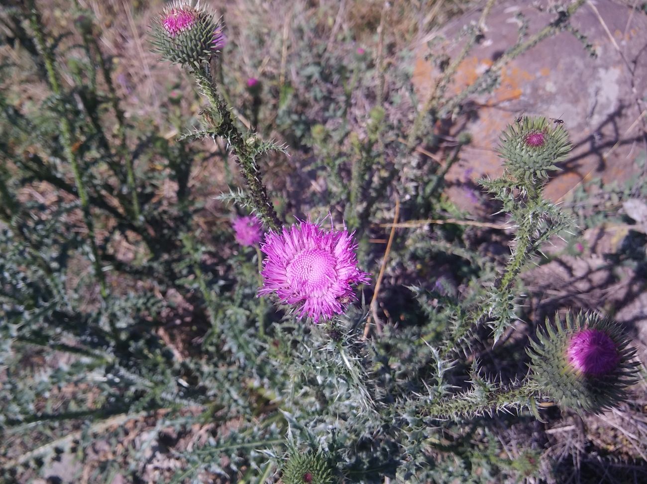 Image of genus Carduus specimen.