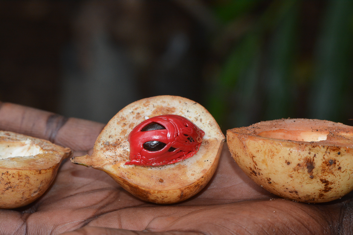 Image of Myristica fragrans specimen.