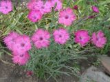 genus Dianthus