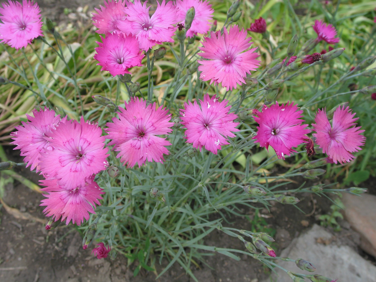 Изображение особи род Dianthus.