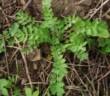 Chelidonium majus. Растение, формирующее соцветие. Казахстан. Восточно-Казахстанская обл., Глубоковский р-н, окр. с. Тарханка, берег речки. 10.05.2017.