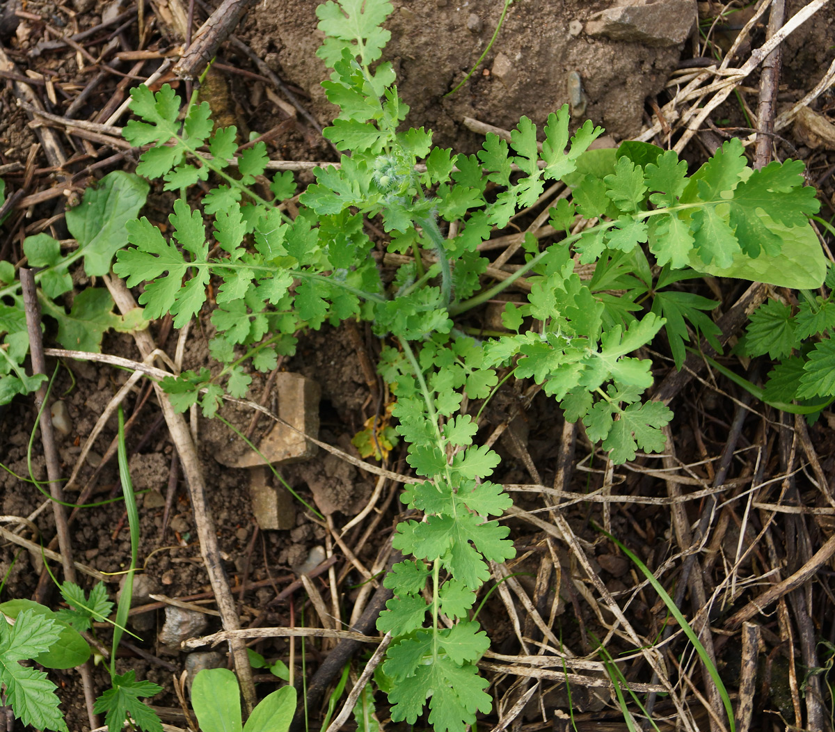 Изображение особи Chelidonium majus.