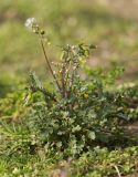 Senecio vulgaris