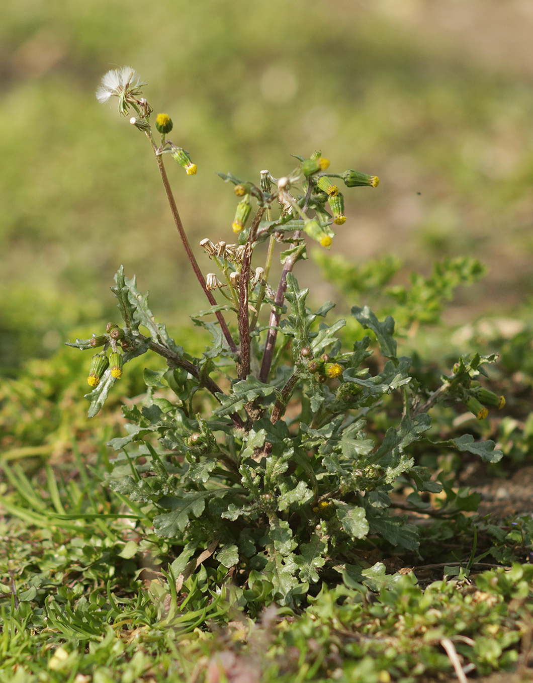 Изображение особи Senecio vulgaris.