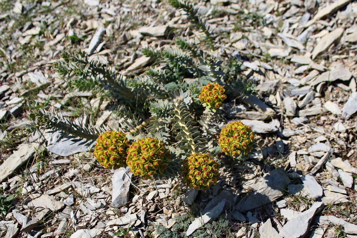 Изображение особи Euphorbia monostyla.