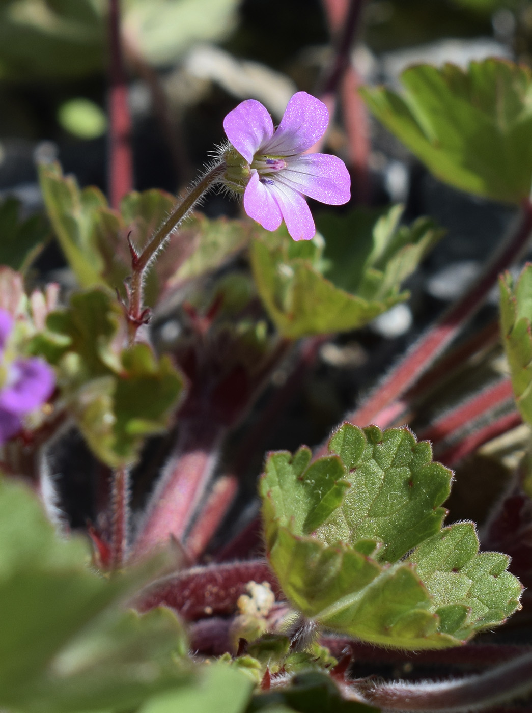 Image of Geranium rotundifolium specimen.