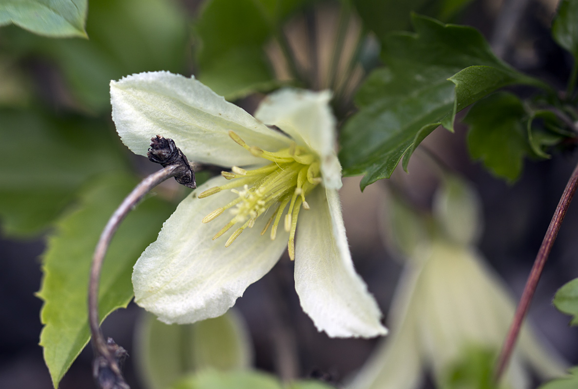 Image of Clematis cirrhosa specimen.