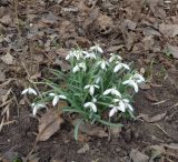 Galanthus nivalis