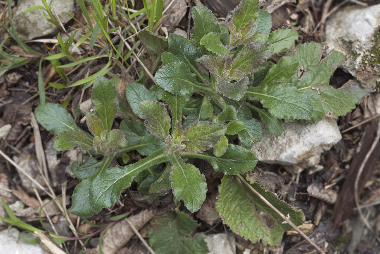 Image of Campanula komarovii specimen.