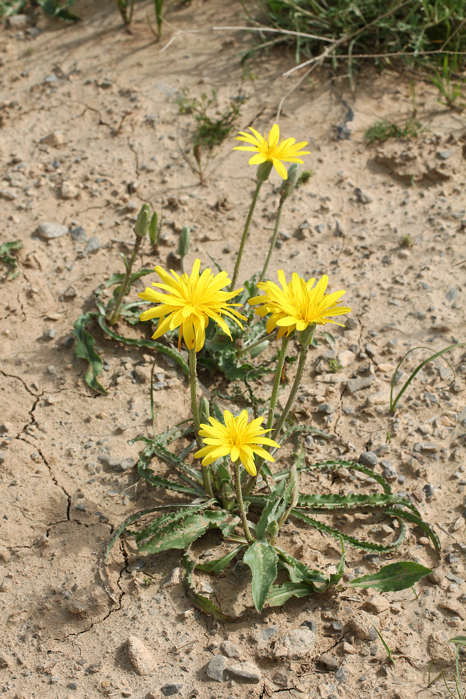 Image of Scorzonera hissarica specimen.