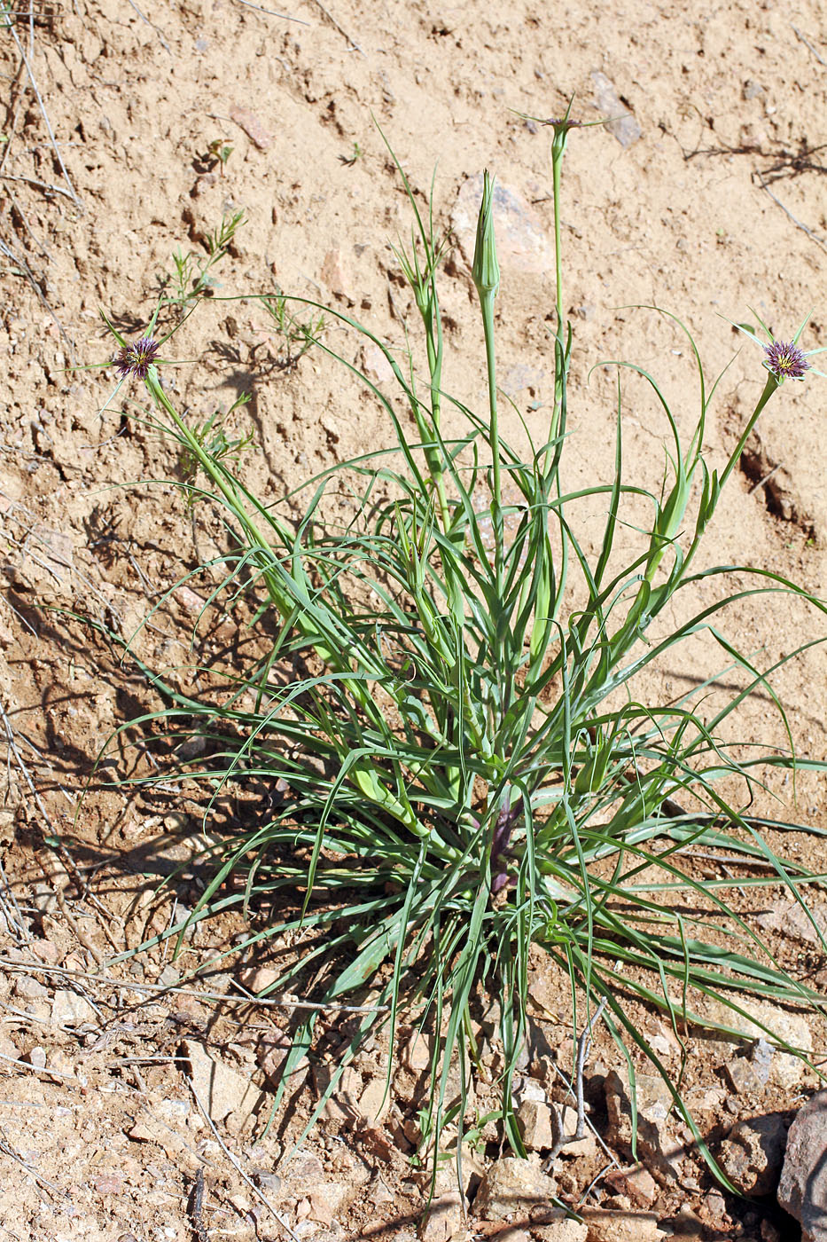 Image of Tragopogon porrifolius ssp. longirostris specimen.