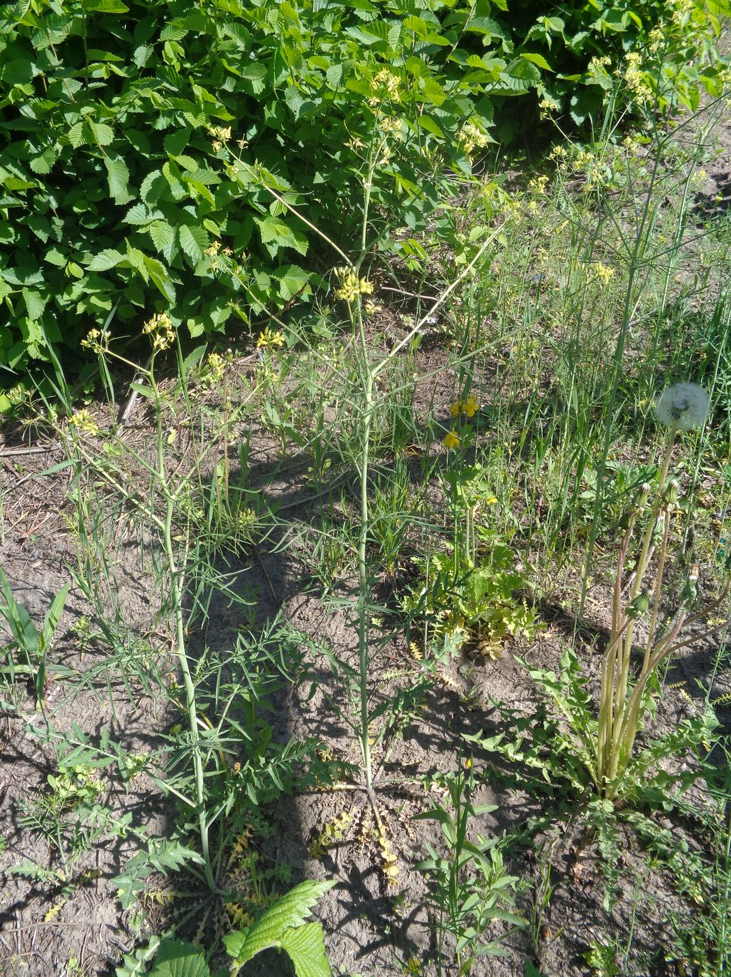 Image of Sisymbrium altissimum specimen.